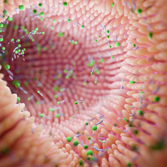 Your Gut is Running the Show (And It’s Messing With Your Immune System)